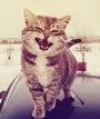 Аватара пользователя