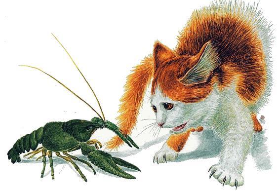 Рак и котенок