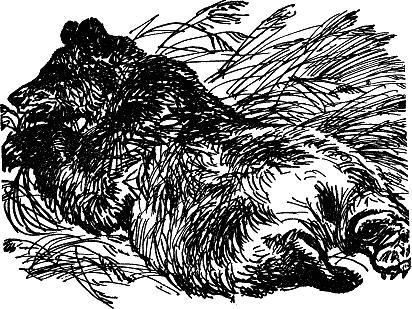 Маленькие рассказы: Как муха медведя от смерти спасла. автор: Виталий Бианки