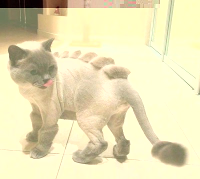 Коты и кошки. Стричь или не стричь! Вот в чем вопрос!