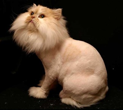 Коты и кошки. Стричь или не стричь! Вот в чем вопрос!