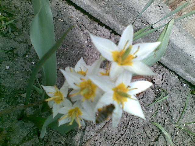 Ботанические тюльпаны