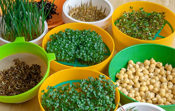 Микрозелень и проростки - живая еда
