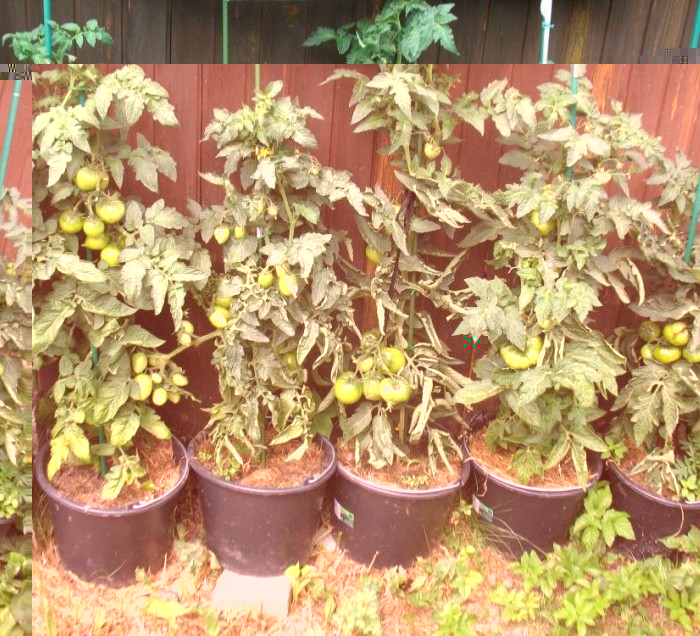 О ТОМАТАХ ГНОМАХ ИЛИ DWARF TOMATO