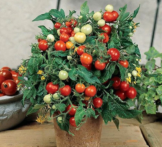 DWARF TOMATO